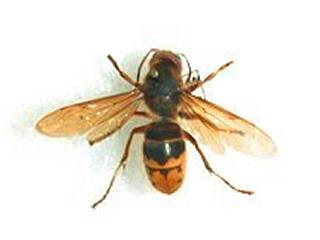 A picture named hornet.jpg