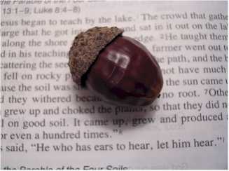 A picture named acornsmall.jpg